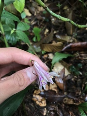 Cremastra appendiculata