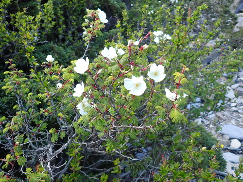 Rosa morrisonensis, photograph 3