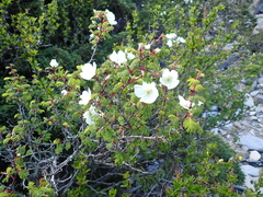 Rosa morrisonensis, photograph (c) crothfels, some rights reserved (CC BY)