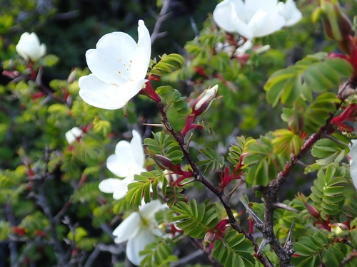 Rosa morrisonensis, photograph 1