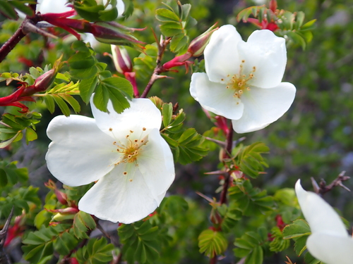 Rosa morrisonensis, photograph 2