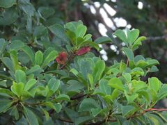 Terminalia prunioides, photograph author not stated, no rights reserved