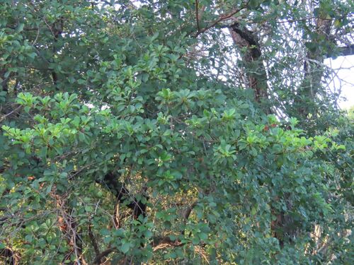 Terminalia prunioides, photograph 3