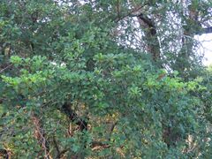 Terminalia prunioides, photograph author not stated, no rights reserved