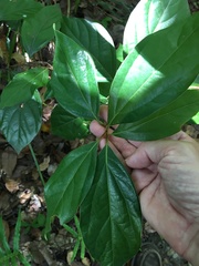 Cryptocarya onoprienkoana