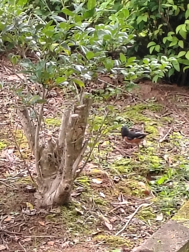 Eastern Towhee