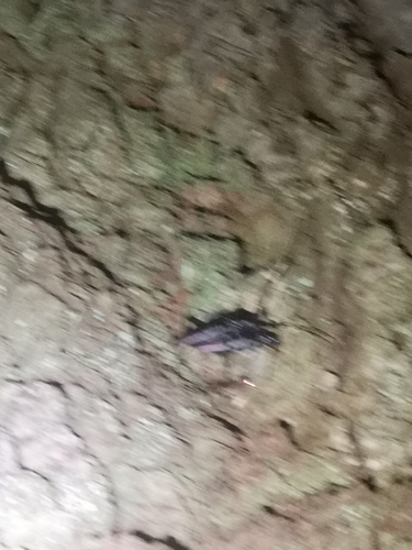Great capricorn beetle