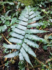 Dryopteris scottii