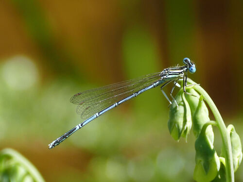 Blue Featherleg