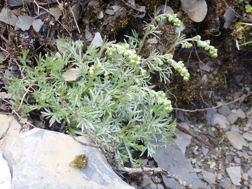 Artemisia kawakamii observed 2026-06-22