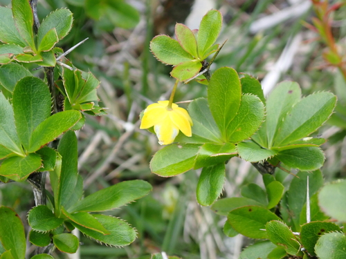 Berberis morrisonensis, photograph 2