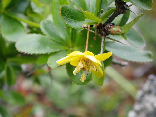 Berberis morrisonensis, photograph 3