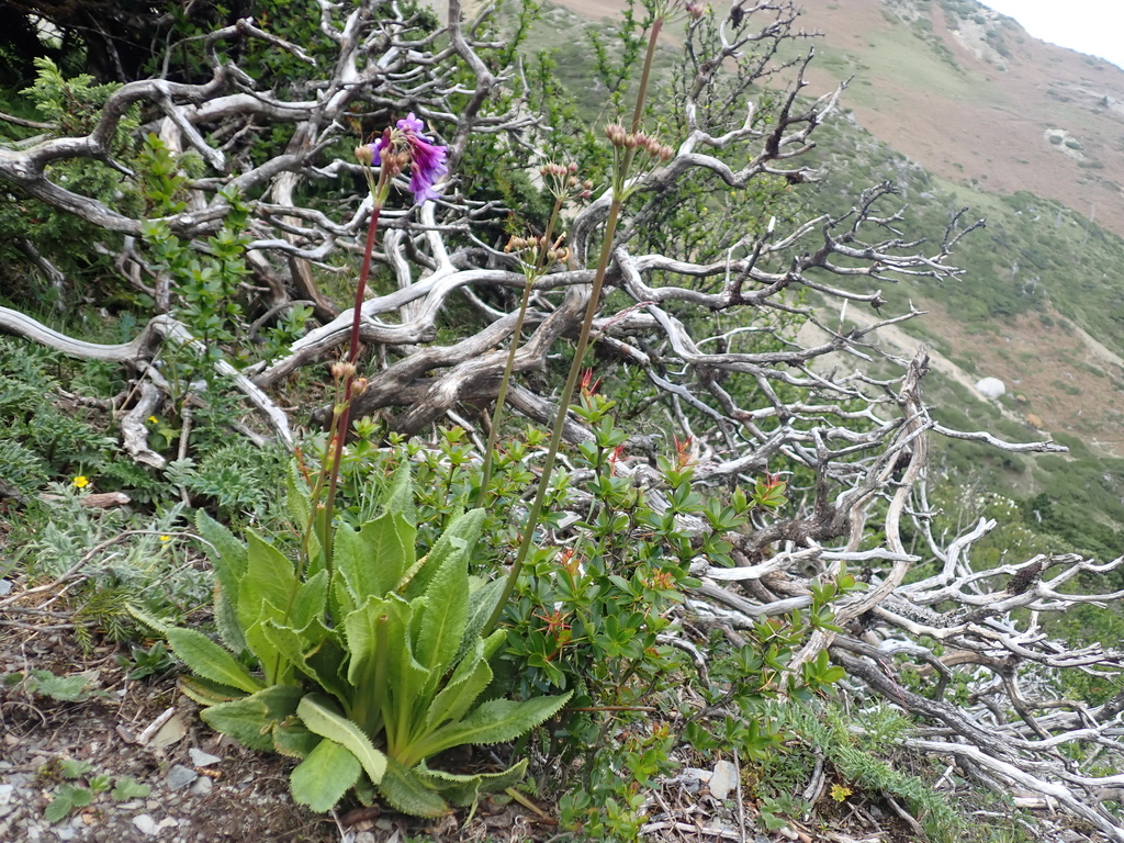 Primula miyabeana; photograph (c) crothfels, some rights reserved (CC BY)