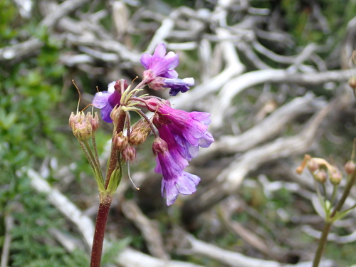 Primula miyabeana, photograph 5