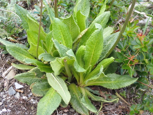 Primula miyabeana, photograph 6