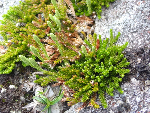 Diphasiastrum veitchii (Diphasiastrum veitchii)