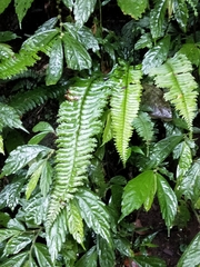 Hymenasplenium cheilosorum