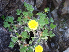 Potentilla matsumurae, photograph (c) crothfels, some rights reserved (CC BY)
