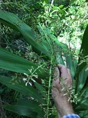 Cordyline manners-suttoniae