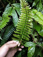 Hymenasplenium cheilosorum