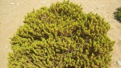 Monechma mollissimum