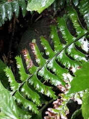 Hymenasplenium cheilosorum