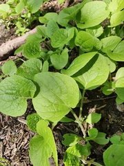 Brunnera macrophylla