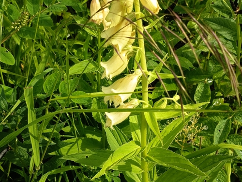 Yellow Foxglove