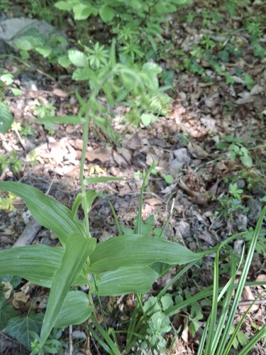 Broad-leaved helleborine