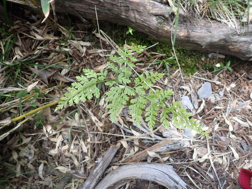 Cystopteris moupinensis, photograph 2