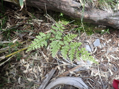 Cystopteris moupinensis, photograph (c) crothfels, some rights reserved (CC BY)