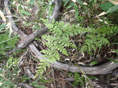 Cystopteris moupinensis, photograph (c) crothfels, some rights reserved (CC BY)