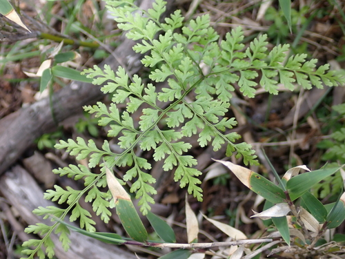 Cystopteris moupinensis, photograph 4