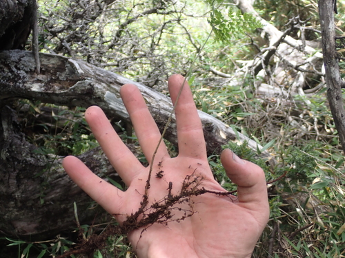 Cystopteris moupinensis, photograph 5