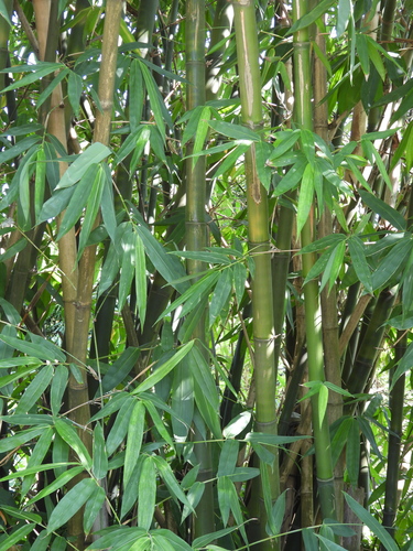 Dendrocalamus latiflorus observed 2026-06-22