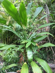Cordyline manners-suttoniae