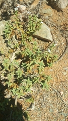 Jamesbrittenia maxii