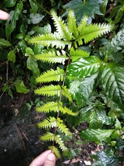 Pteris setulosocostulata