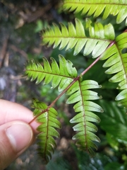 Pteris setulosocostulata