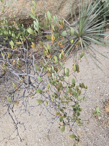 jojoba