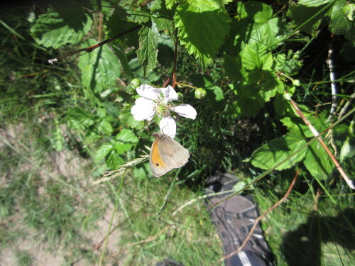 Meadow Brown