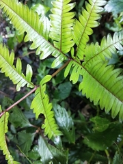 Pteris setulosocostulata
