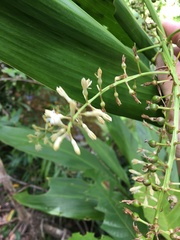 Cordyline manners-suttoniae