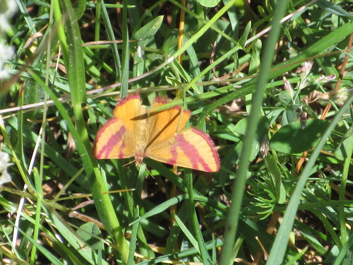 Lythria cruentaria