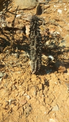 Richtersveldia columnaris