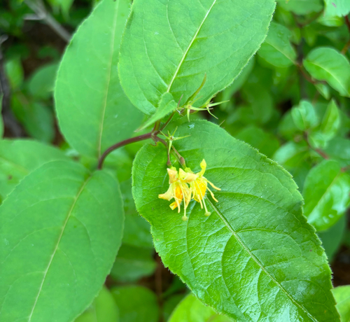 northern bush honeysuckle