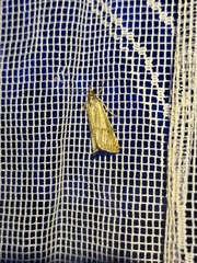 Thisanotia chrysonuchella