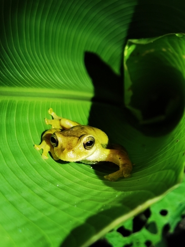 Meadow Tree Frog
