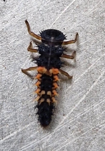 Asian Lady Beetle