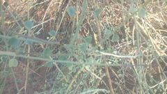 Adenolobus garipensis